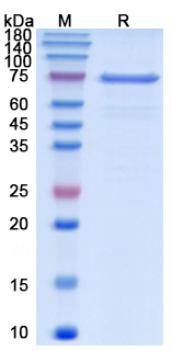 Recombinant Human DSG3 Protein