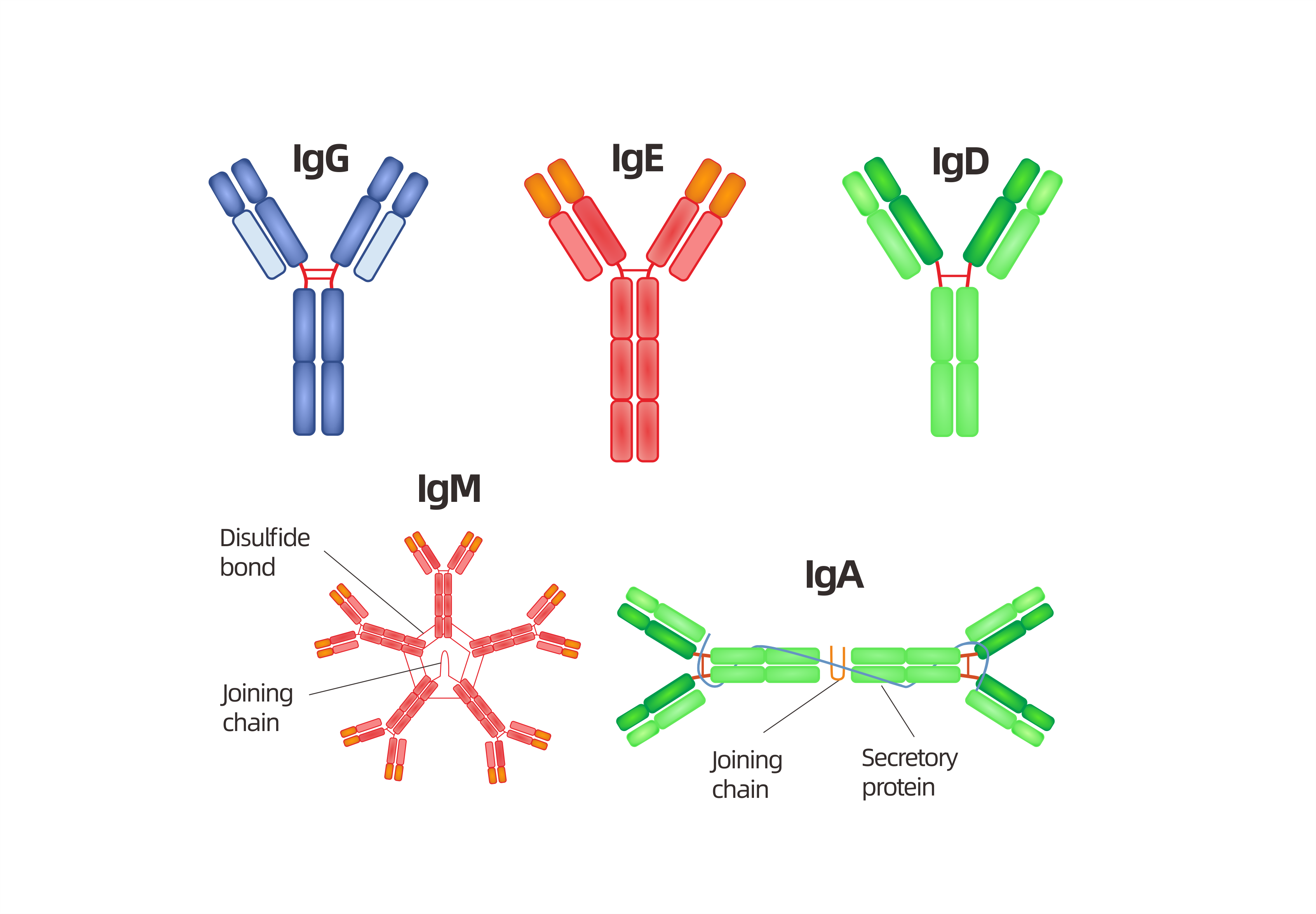 Antibody Structure Classes And Functions AntibodySystem
