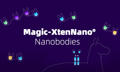 Nanobodies antibodies