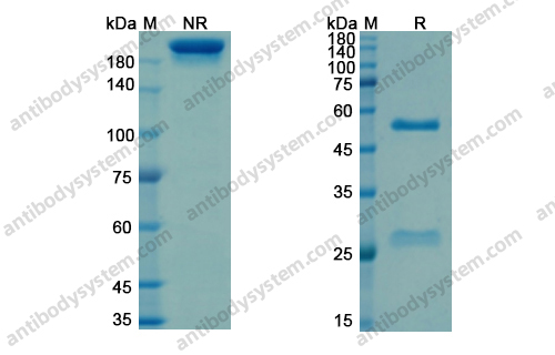 Research Grade Sevirumab