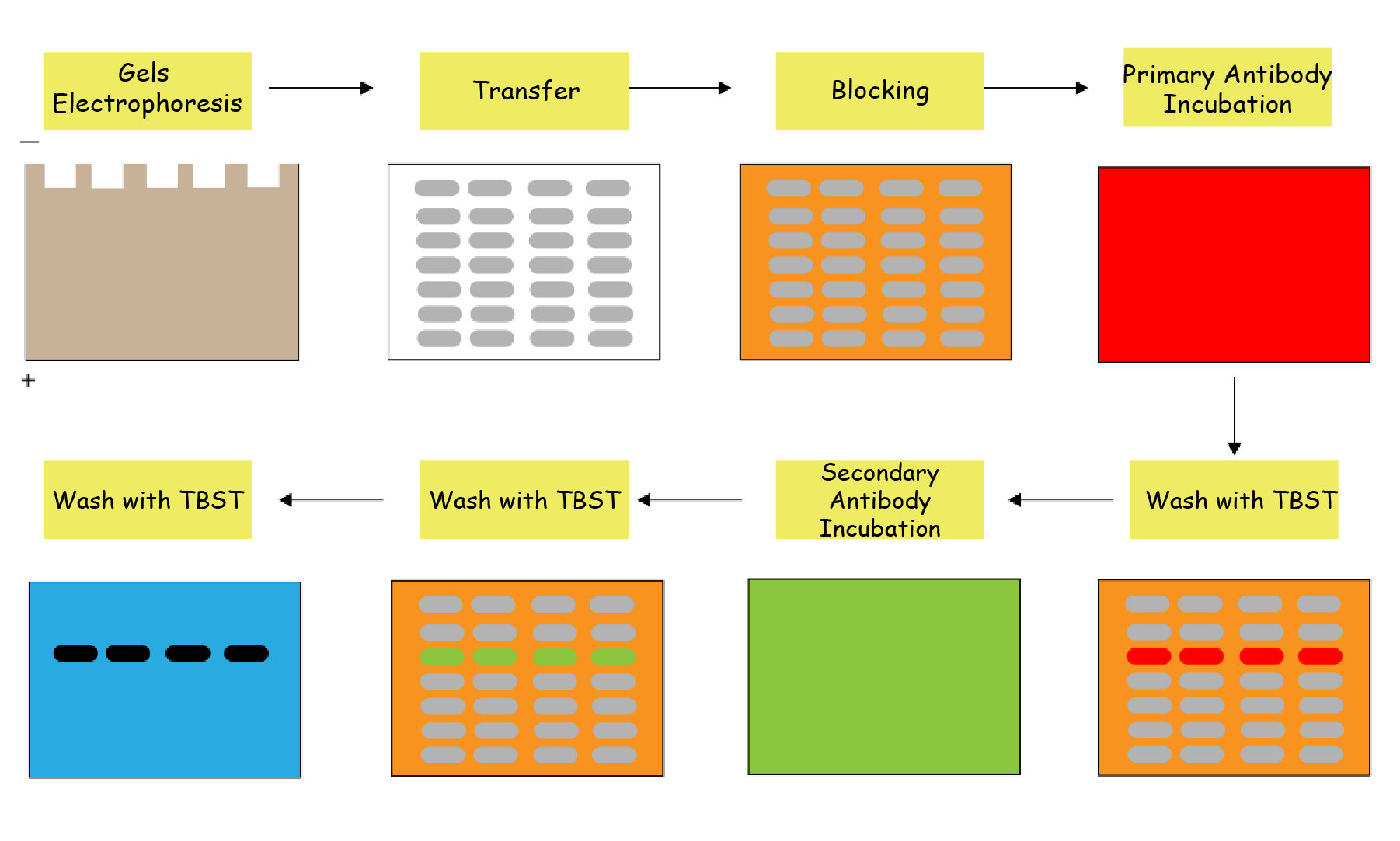 From Beginner to Pro: The Ultimate Western Blot Guide for Novices