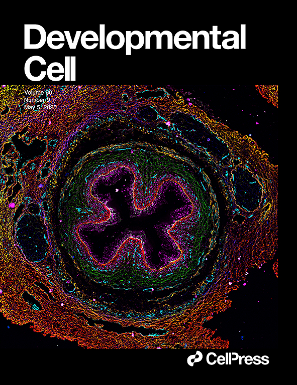 Targeting VSIG4+ tissue-resident macrophages enhances T cell cytotoxicity and immunotherapy efficacy in cancer