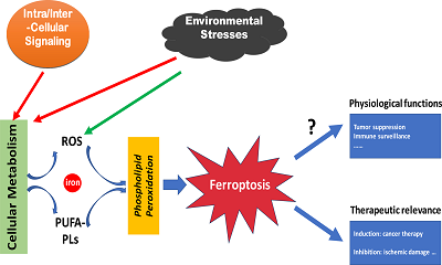 Mechanisms of Ferroptosis