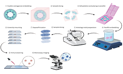 Immunohistochemistry (IHC): Experimental Protocols and Troubleshooting Guide