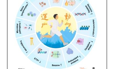 Breakthrough Discovery! This Kidney-Produced Molecule Mimics Exercise to Fight Aging —New Study Reveals Betaine as an Exercise Mimetic
