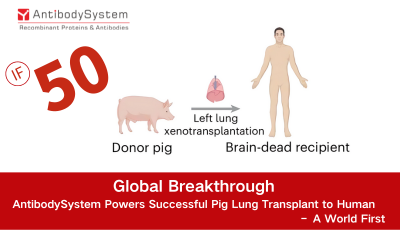 Global Breakthrough | AntibodySystem Powers Successful Pig Lung Transplant to Human – A World First