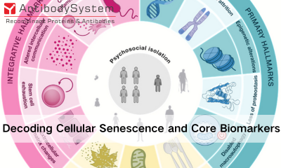 Decoding Cellular Senescence and Core Biomarkers