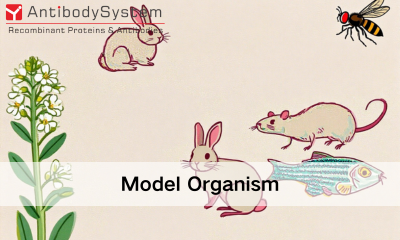Model Organisms