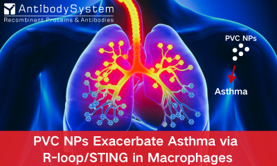 PVC NPs Exacerbate Asthma via R-loop/ STING in Macrophages