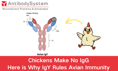 Chickens Make No IgG: Here is Why IgY Rules Avian Immunity