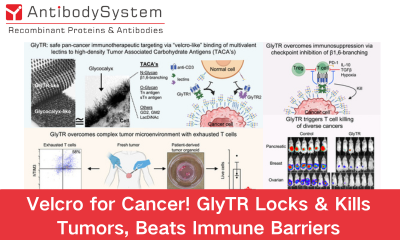 Velcro for Cancer! GlyTR Locks & Kills Tumors, Beats Immune Barriers