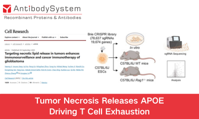 Tumor Necrosis Releases APOE, Driving T Cell Exhaustion