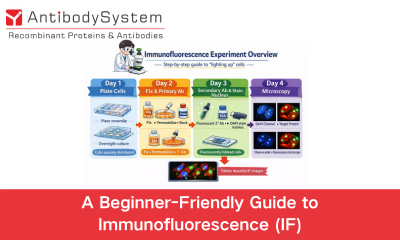 A Beginner-Friendly Guide to Immunofluorescence (IF)