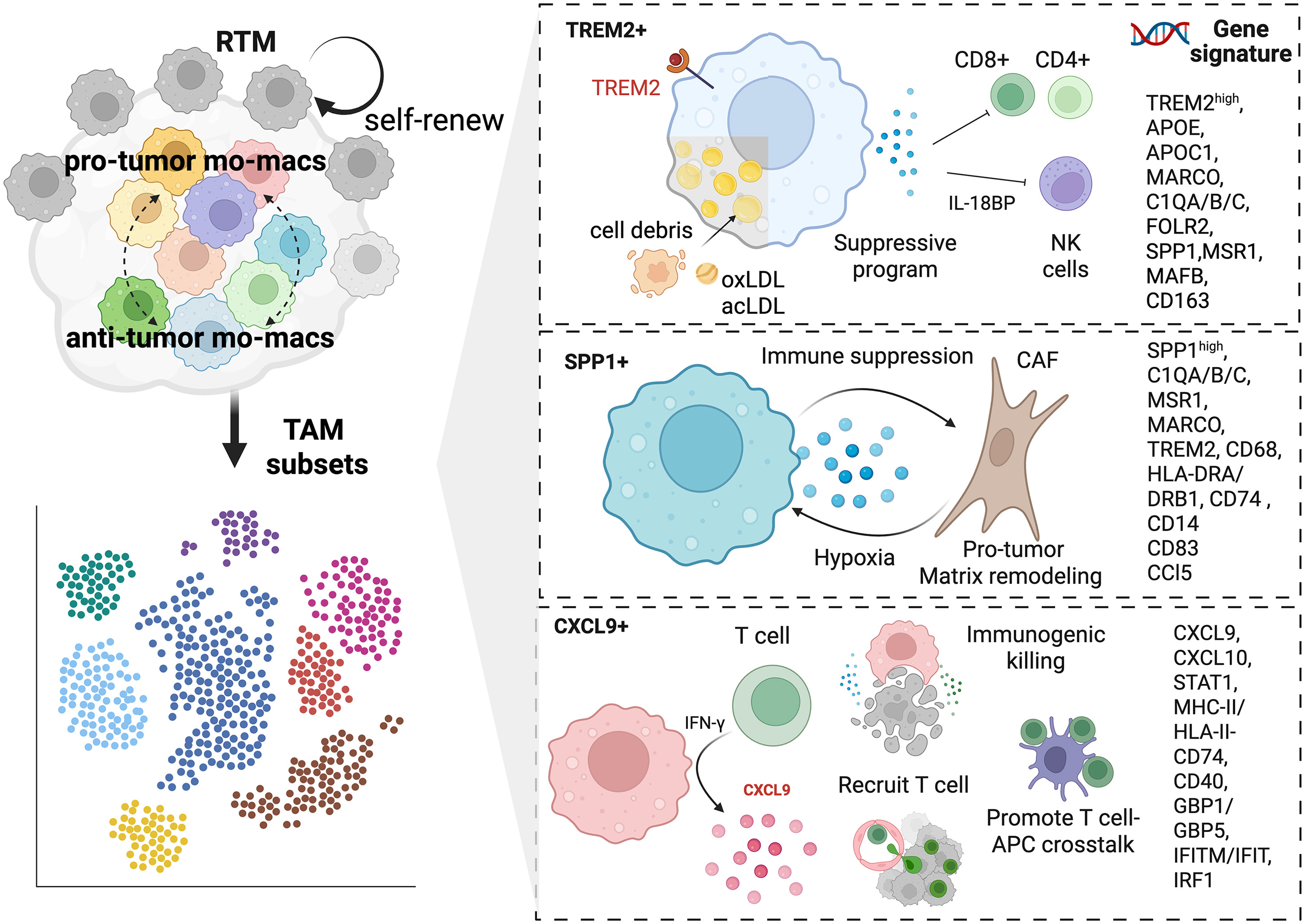 Tumor-Associated Macrophages: From Depletion Failure to Functional