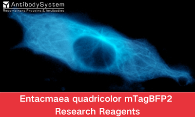 Entacmaea quadricolor mTagBFP2 Research Reagents