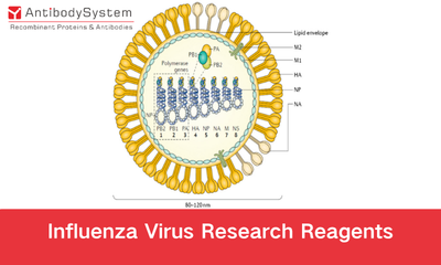 Influenza&nbsp;viruses Research Reagents