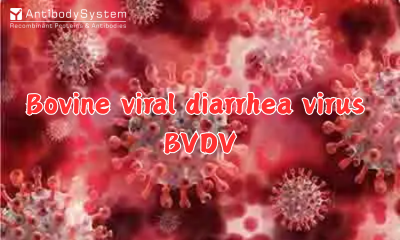 Bovine Viral Diarrhea Virus (BVDV)