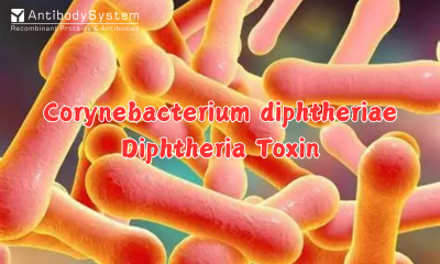 Corynebacterium diphtheriae, Diphtheria Toxin