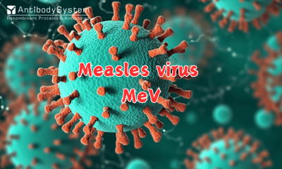 Measles Virus (MeV)