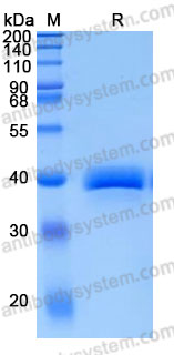 Recombinant Chicken CAR/Caronte Protein, C-hFc (Active)