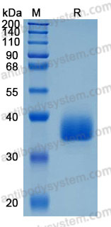 Recombinant Human CD85f/LILRA5 Protein, C-His (Active)