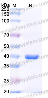 Biotinylated Human CD85f/LILRA5 Protein, C-His-Avi