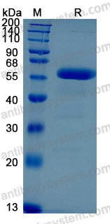 Recombinant Human CD349/FZD9 Protein, C-hFc-His (Active)