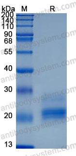 Recombinant Human CDw293/BMPR1B Protein, C-His (Active)