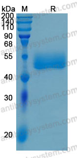 Recombinant Human CD172b/SIRPB1 Protein, C-His (Active)