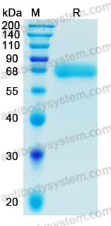 Recombinant Human GFRA2 Protein, C-His (Active)