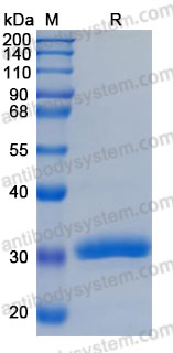 Recombinant Human BTN3A3 Protein, C-His (Active)