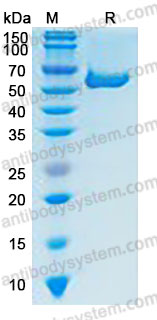 Recombinant Human CD277/BTN3A1 Protein, C-hFc-His (Active)