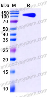 Recombinant Human CD203c/ENPP3 Protein, N-Fc (Active)