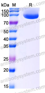 Biotinylated Human CD304/NRP1 Protein, C-Avi-His