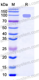 Recombinant Human CD304/NRP1 Protein, C-mFc (Active)
