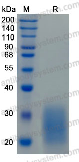 Recombinant Human CD337/NKp30 Protein, C-His (Active)