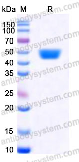 Recombinant Human CD337/NKp30 Protein, C-Fc (Active)