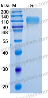 Recombinant Human CD170/SIGLEC5 Protein, C-hFc-His (Active)