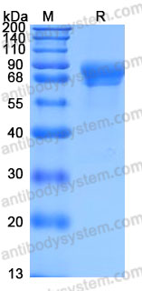 Recombinant Human FLRT2 Protein, C-His (Active)