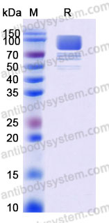 Recombinant Human CD133/PROM1 Protein, C-Flag (Active)