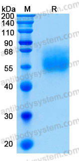 Recombinant Human CD327/SIGLEC6 Protein, C-His (Active)