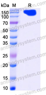 Recombinant Human CD205/LY75/DEC-205 Protein, C-Fc (Active)