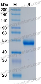 Recombinant Human GFRA3 Protein, C-His (Active)