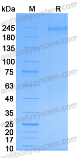 Recombinant Human LRP4 Protein, C-His