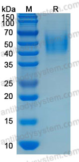 Recombinant Human CD275/B7-H2 Protein, C-His (Active)