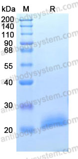 Recombinant Human PGLYRP1/PGRPS Protein, C-His (Active)
