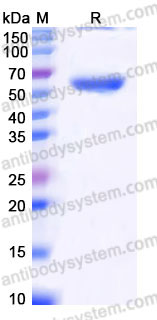 Recombinant Human TNFSF15/TL1A Protein, N-mFc (Active)