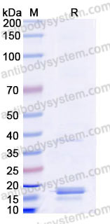 Recombinant Human IL33 Protein, Tag free (Active)