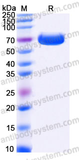 Biotinylated Human EGFR vIII Protein, C-His-Avi