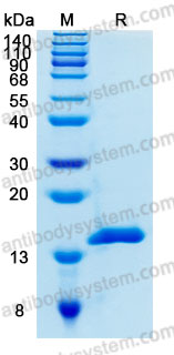Recombinant Human CST4 Protein, C-His (Active)